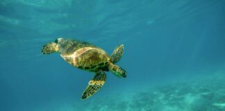 Co symbolizuje pancerz?