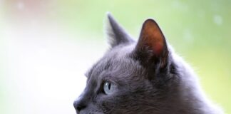 Co za zwierzę odgryza kurom głowy?