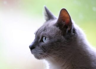 Co za zwierzę odgryza kurom głowy?