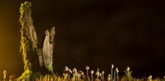 Jakie są rodzaje zawiasów do drzwi?