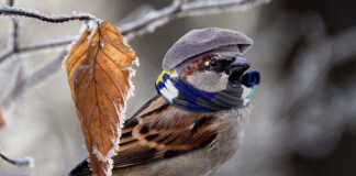 Czym ogrzać auto na postoju?