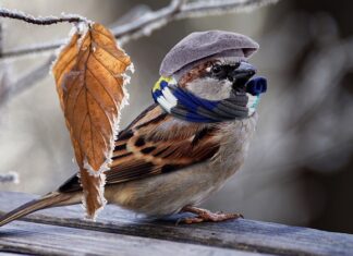 Czym ogrzać auto na postoju?