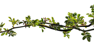 Jaki spray na zatkane ucho?