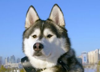 Czy można odkurzać bez worka? Czy można odkurzać bez worka?