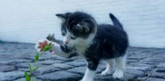 Czemu samochody są tak drogie?