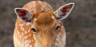 Co zrobić jak się ucho zatka?