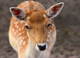 Co zrobić jak się ucho zatka? Co zrobić jak się ucho zatka?