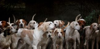 Jakich dźwięków nie lubią psy?