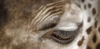 Jak usunąć plamy po płynie hamulcowym?