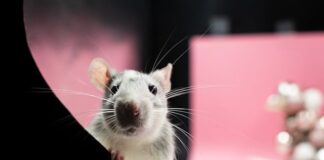 Co przyciąga szczury?