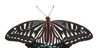 Ile kosztuje usunięcie rdzy z progu?