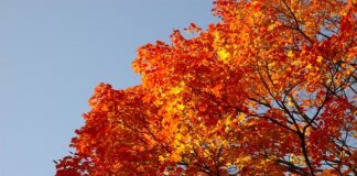 Dlaczego jest tyle aut na czeskich rejestracjach?