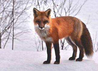 Jakie zwierzęta słyszą infradźwięki? Jakie zwierzęta słyszą infradźwięki?