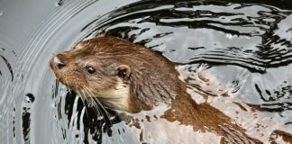 Jak radzić sobie z kunami?