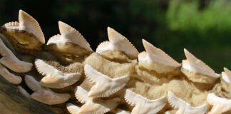 Co lepiej Odrdzewia Coca Cola czy Pepsi?