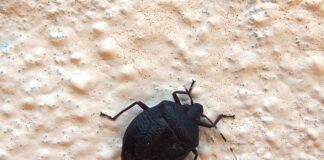 Dlaczego śmierdzi z klimy?