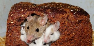 Czy świnka morska odstrasza myszy?