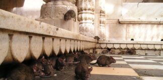 Czy szczury potrafią chodzić po ścianach?