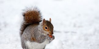 Co do auta na gryzonie?