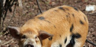 Jak upolować kunę?