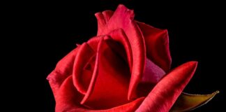 Co oznacza czerwona lampka w odkurzaczu?