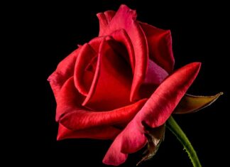 Co oznacza czerwona lampka w odkurzaczu? Co oznacza czerwona lampka w odkurzaczu?