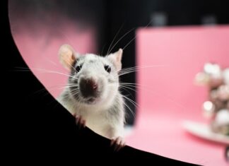 Czy szczury słyszą ultradźwięki?