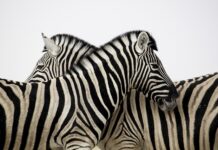 Co to znaczy 4WD? Co to znaczy 4WD?