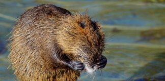 Jak pozbyć się gryzoni z samochodu?