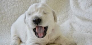 Dlaczego zawiasy skrzypią?