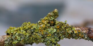 Jak długo mogą być zatkane uszy po locie samolotem?