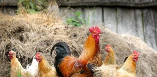 Czy odstraszacz na kuny działa na kury?