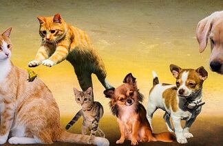 Jakiej częstotliwości boją się psy? Jakiej częstotliwości boją się psy?