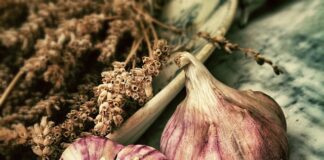 Czy czosnek odstrasza kuny?