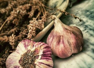 Czy czosnek odstrasza kuny? Czy czosnek odstrasza kuny?