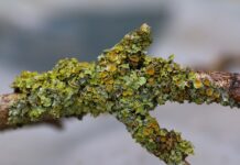 Czy Zatkane ucho może się samo Odetkać? Czy Zatkane ucho może się samo Odetkać?