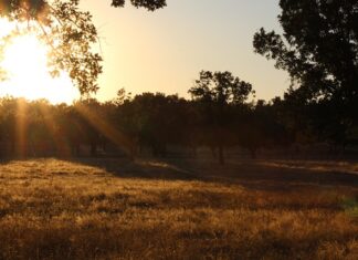Ile kosztuje wymiana wszystkich filtrów i oleju w samochodzie?