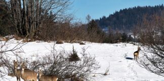 Jak odstraszyć sarny od samochodu?