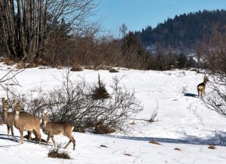 Jak odstraszyć sarny od samochodu? Jak odstraszyć sarny od samochodu?