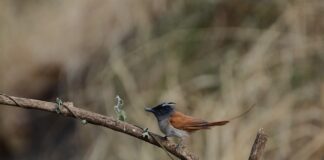 Co to jest separator w samochodzie?