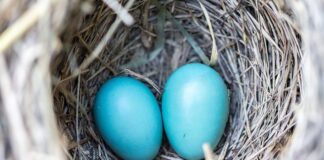 Jak wygląda gniazdo kuny?