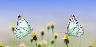 Jak usunąć owady z kurtki motocyklowej?