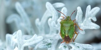 Jak pozbyć się smrodu z nawiewu w samochodzie?