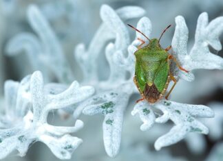 Jak pozbyć się smrodu z nawiewu w samochodzie?