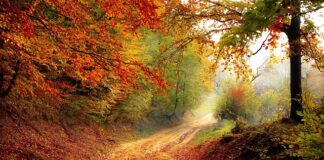 O jakiej porze dnia kuna poluje?