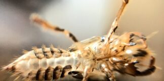 Co stuka w zawieszeniu?