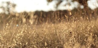 Ile jest filtrów w instalacji LPG?