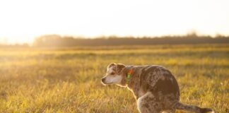 Jakie są odchody kuny?