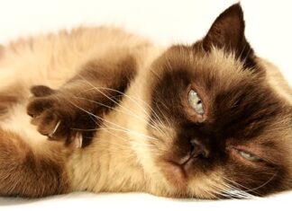 Czy można nosić krótkie spodenki?