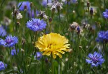 Co odpowiada za załączanie wentylatora chłodnicy? Co odpowiada za załączanie wentylatora chłodnicy?